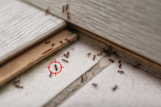 Pest Prevention Services in Edwards, CO