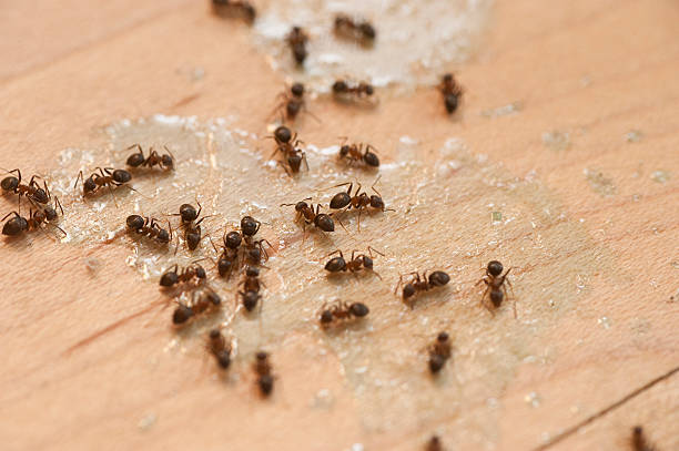 Best Residential Pest Control  in Edwards, CO