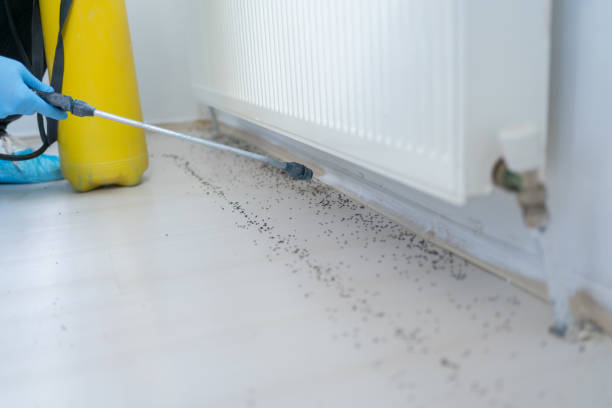Wasp Removal Services in Edwards, CO